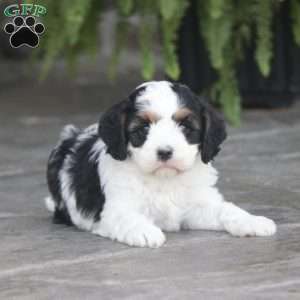 Finn, Cavapoo Puppy